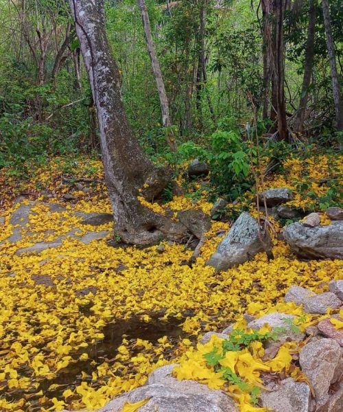 Imagem do WhatsApp de 2025-10-01 à(s) 13.37.05_818f64ea